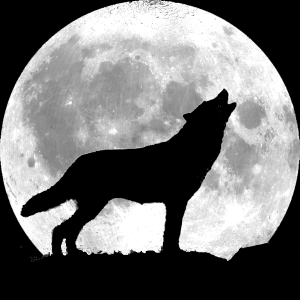 Did You Know Full Moons Can Affect A Dog S Behaviour Mydogphilosophy Com